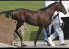 Essence of Dubai to Hartley/De Renzo Essence of Dubai to Hartley/De Renzo