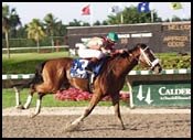 Tampa Bay Derby Could Lure 10 Runners Tampa Bay Derby Could Lure 10 Runners