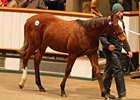 A colt by Galileo brought 500,000 guineas, highest price at the sale so far.
