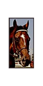 Two-time Horse of the Year Cigar, nominated to racing's Hall of Fame.