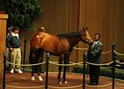 Don Gato Brings $800,000 at Keeneland Don Gato Brings $800,000 at Keeneland