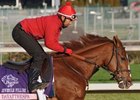 Dayatthespa works 10/31/2011 at Churchill Downs for the Breeders' Cup and draws post position 2.
<br><a target="blank" href="http://www.bloodhorse.com/horse-racing/photo-store?ref=http%3A%2F%2Fpictopia.com%2Fperl%2Fgal%3Fprovider_id%3D368%26ptp_photo_id%3D9724801%26ref%3Dstory">Order This Photo</a>