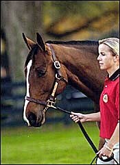 Silver Charm Filly Brings $310,000 to Top Adena Springs Sale Silver Charm Filly Brings $310,000 to Top Adena Springs Sale