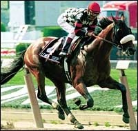 Eclipse Awards: Older Male: Lemon Drop Kid Eclipse Awards: Older Male: Lemon Drop Kid