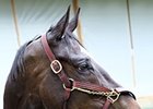 Zenyatta arrived at Oaklawn Park in preparation for the Apple Blossom.