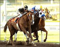 Domestic Dispute to Get a Shot at BC Classic Domestic Dispute to Get a Shot at BC Classic