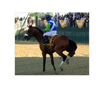 Jockey Edgar Prado aboard Barbaro after pulling up at start of Preakness.
