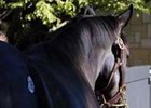 Upbeat mood continues at yearling sale.
