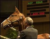 Storm Cat Filly Brings $1.7 Million at Keeneland Storm Cat Filly Brings $1.7 Million at Keeneland
