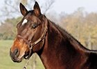 Curlin's Dam, Sherriff's Deputy, Dies Curlin's Dam, Sherriff's Deputy, Dies