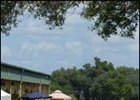 OBS Yearling Sales