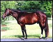 Conquistador Cielo Returns to Claiborne Farm Conquistador Cielo Returns to Claiborne Farm