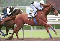 Point Given Draws Rail for Santa Anita Derby Point Given Draws Rail for Santa Anita Derby