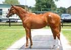 Slump Continues at OBS Yearling Sale Slump Continues at OBS Yearling Sale