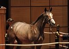 Harlan's Holiday Colt Sells for $225,000 Harlan's Holiday Colt Sells for $225,000