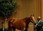 Hip 123 is the sale topper, a colt by Majestic Warrior.