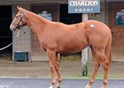 Hip 103, Aftermarket-Christmas Strike Colt