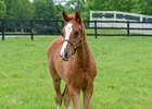 Tapability, seen here as a foal, is set to make his first start Jan. 13 at Fair Grounds Race Course