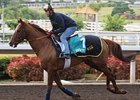 2007 Cathay Pacific Hong Kong Vase winner Doctor Dino prepping for this year's race.