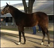 Tiznow's Weanling Full Sister Sells For $950,000 At Keeneland Tiznow's Weanling Full Sister Sells For $950,000 At Keeneland