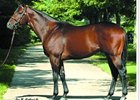 Roman Ruler Sires First U.S. Winners Roman Ruler Sires First U.S. Winners