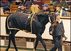 Storm Cat Filly Brings 1-Million Guineas at Tattersalls December Sale Storm Cat Filly Brings 1-Million Guineas at Tattersalls December Sale
