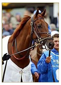 Funny Cide, one of eight entered in Travers Stakes.