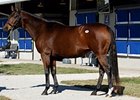 Better Than Honour sold for $14 million during the Fasig-Tipton November sale.