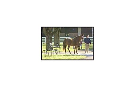 A mare awaits inspection at Keeneland.
