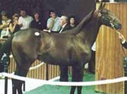 Lukas to Train Quartet for New Buyer Shimmon Lukas to Train Quartet for New Buyer Shimmon