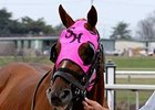 Sedgefield prior to the 2007 Lanes End Stakes at Turfway Park.