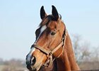 Bonapaw at Old Friends