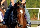 Rip Van Winkle at the 2009 Breeders Cup.