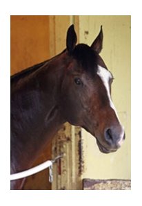 Champion sprinter Lost in the Fog diagnosed with terminal cancer.