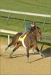 Ten Most Wanted Continues Progress Toward Belmont Stakes Ten Most Wanted Continues Progress Toward Belmont Stakes