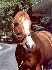Coastal, Oldest Living Belmont Winner, Dead Coastal, Oldest Living Belmont Winner, Dead