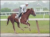 Nine Older Horses Square Off in Pimlico Special Nine Older Horses Square Off in Pimlico Special
