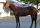 This colt, by Bernardini out of Private Status, was one of Sheikh Hamdan's purchases at the Keeneland September yearling sale.