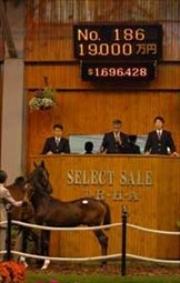 Japanese Foal Sale Hits Record Gross of $71 Million Japanese Foal Sale Hits Record Gross of $71 Million
