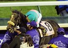Zenyatta and Mike Smith after the Breeders' Cup Classic.