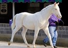 White Prince Goes Back to Breeder White Prince Goes Back to Breeder