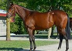 Last A.P. Indys on Offer at September Sale Last A.P. Indys on Offer at September Sale