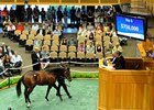Hip. 6 a Bernardini--Mountain Mambo colt sold for $750,000.