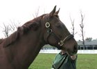 Past Derby Winners: Funny Cide (Video) Past Derby Winners: Funny Cide (Video)