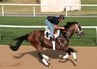 Albertus Maximus Gallops at Nad Al Sheba Albertus Maximus Gallops at Nad Al Sheba