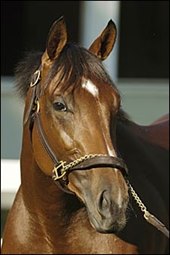 Backside Moves: Afleet Alex Relocated at Belmont Backside Moves: Afleet Alex Relocated at Belmont