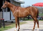 Vallenzeri, whose name has been changed to Take Control, at Keeneland on April 5.