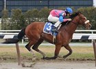Uncle T Seven was one of four winners for jockey Ramon Dominguez on the March 29 card at Aqueduct.