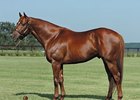 Peace Rules Sires First Winner Peace Rules Sires First Winner