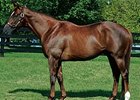 Congaree Sires First Winner Congaree Sires First Winner